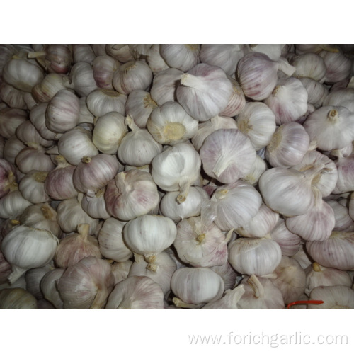 Export Normal White Garlic